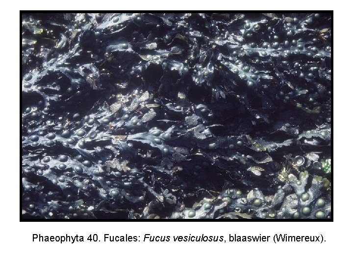 Phaeophyta 40. Fucales: Fucus vesiculosus, blaaswier (Wimereux). 