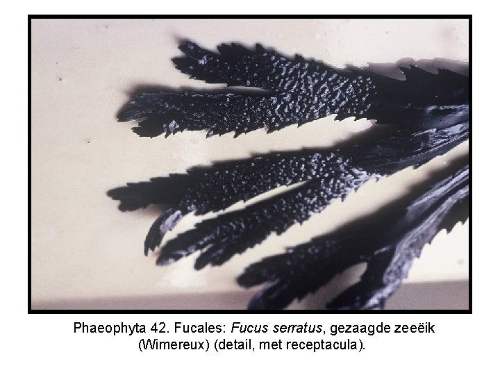 Phaeophyta 42. Fucales: Fucus serratus, gezaagde zeeëik (Wimereux) (detail, met receptacula). 