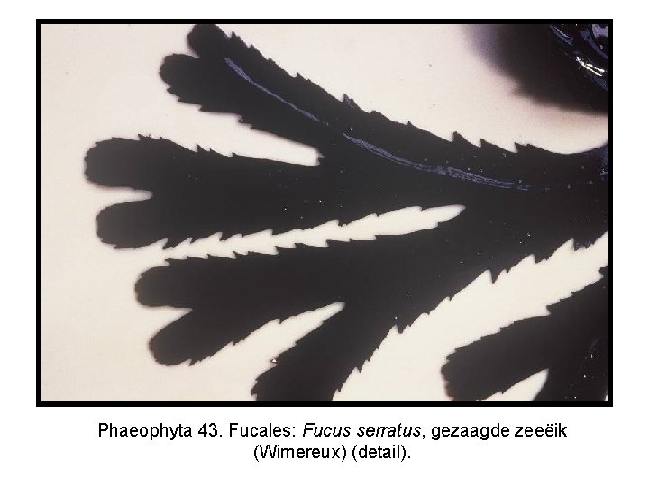 Phaeophyta 43. Fucales: Fucus serratus, gezaagde zeeëik (Wimereux) (detail). 