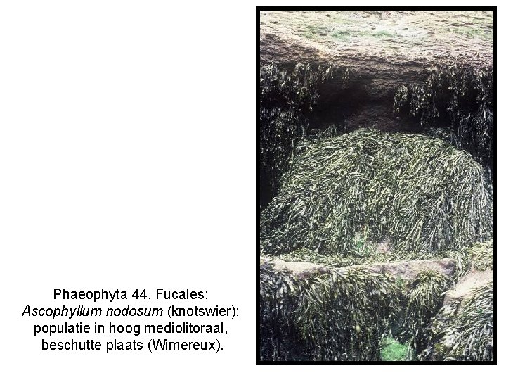 Phaeophyta 44. Fucales: Ascophyllum nodosum (knotswier): populatie in hoog mediolitoraal, beschutte plaats (Wimereux). 