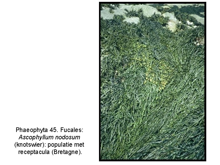 Phaeophyta 45. Fucales: Ascophyllum nodosum (knotswier): populatie met receptacula (Bretagne). 