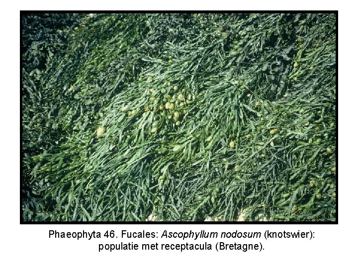 Phaeophyta 46. Fucales: Ascophyllum nodosum (knotswier): populatie met receptacula (Bretagne). 