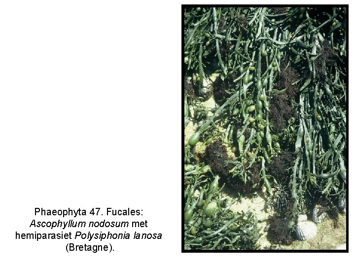Phaeophyta 47. Fucales: Ascophyllum nodosum met hemiparasiet Polysiphonia lanosa (Bretagne). 