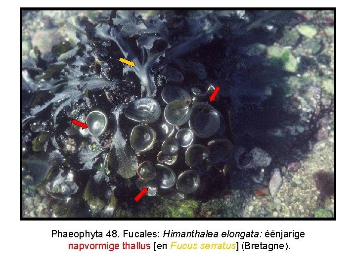 Phaeophyta 48. Fucales: Himanthalea elongata: éénjarige napvormige thallus [en Fucus serratus] (Bretagne). 