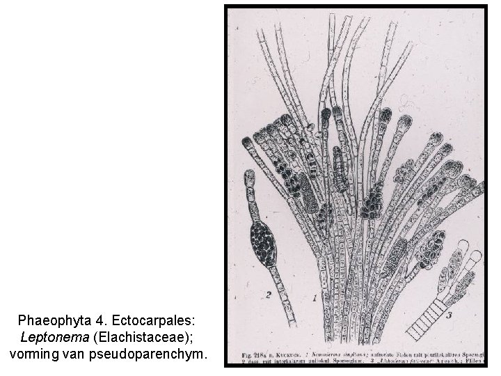 Phaeophyta 4. Ectocarpales: Leptonema (Elachistaceae); vorming van pseudoparenchym. 