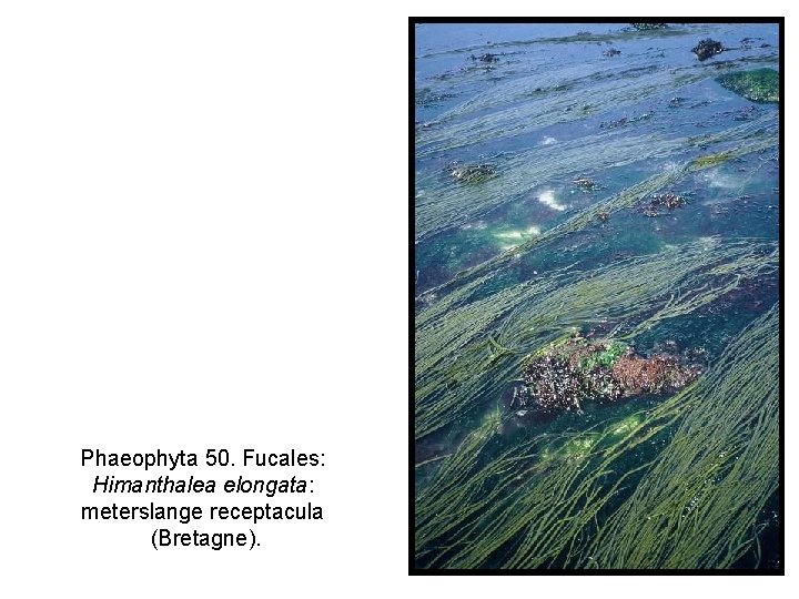 Phaeophyta 50. Fucales: Himanthalea elongata: meterslange receptacula (Bretagne). 