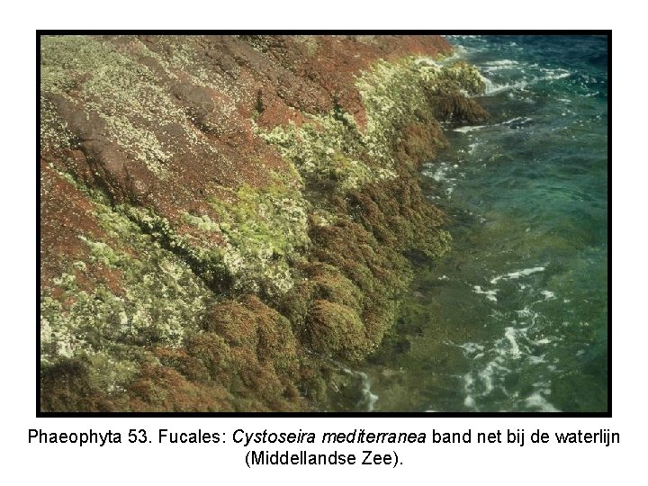Phaeophyta 53. Fucales: Cystoseira mediterranea band net bij de waterlijn (Middellandse Zee). 