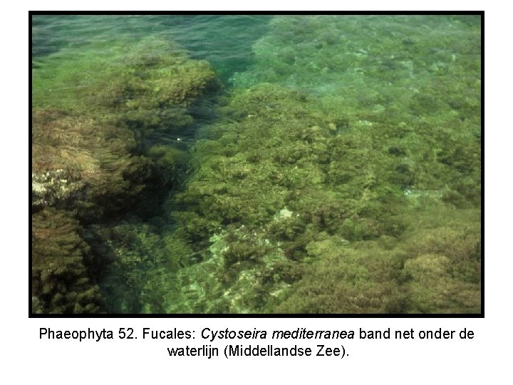 Phaeophyta 52. Fucales: Cystoseira mediterranea band net onder de waterlijn (Middellandse Zee). 