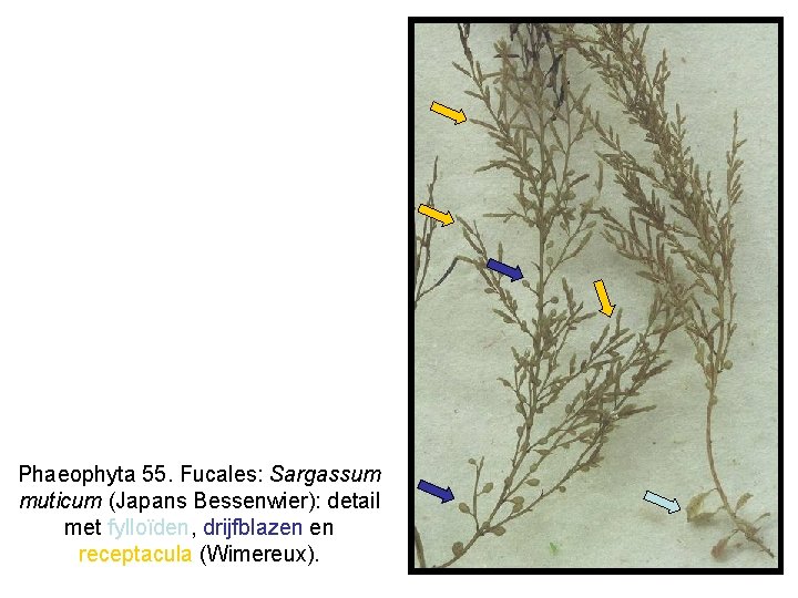 Phaeophyta 55. Fucales: Sargassum muticum (Japans Bessenwier): detail met fylloïden, drijfblazen en receptacula (Wimereux).