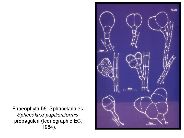 Phaeophyta 56. Sphacelariales: Sphacelaria papilioniformis: propagulen (Iconographie EC, 1984). 