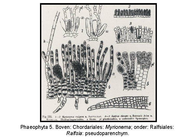 Phaeophyta 5. Boven: Chordariales: Myrionema; onder: Ralfsiales: Ralfsia: pseudoparenchym. 