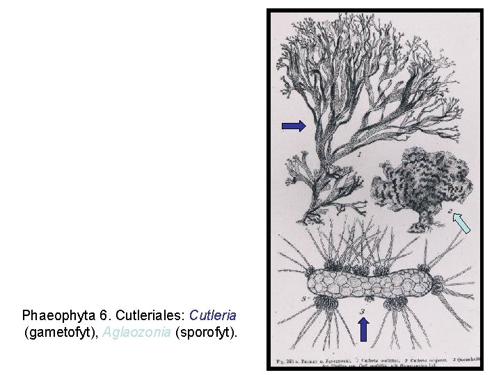 Phaeophyta 6. Cutleriales: Cutleria (gametofyt), Aglaozonia (sporofyt). 