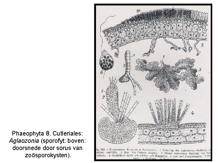 Phaeophyta 8. Cutleriales: Aglaozonia (sporofyt: boven: doorsnede door sorus van zoösporokysten). 
