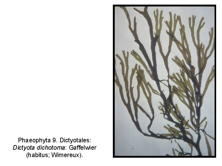 Phaeophyta 9. Dictyotales: Dictyota dichotoma: Gaffelwier (habitus; Wimereux). 
