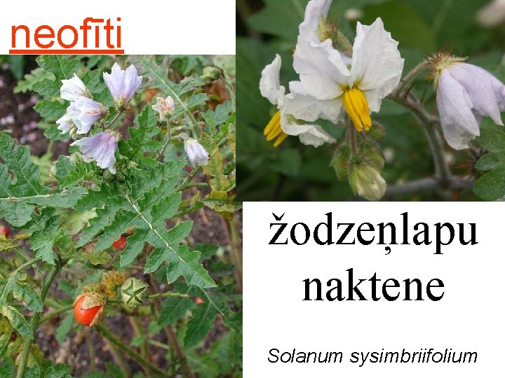 neofīti žodzeņlapu naktene Solanum sysimbriifolium 