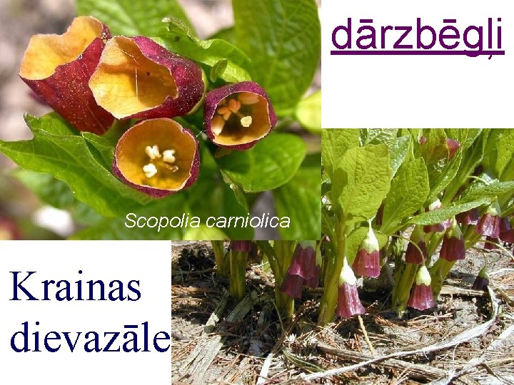 dārzbēgļi Scopolia carniolica Krainas dievazāle 