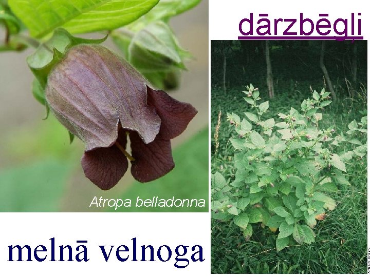 dārzbēgļi Atropa belladonna melnā velnoga 