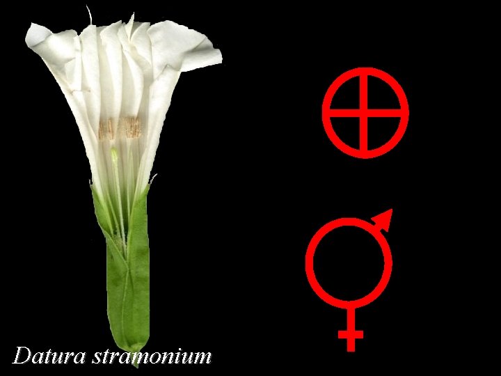 Datura stramonium 