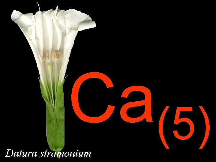 Ca(5) Datura stramonium 