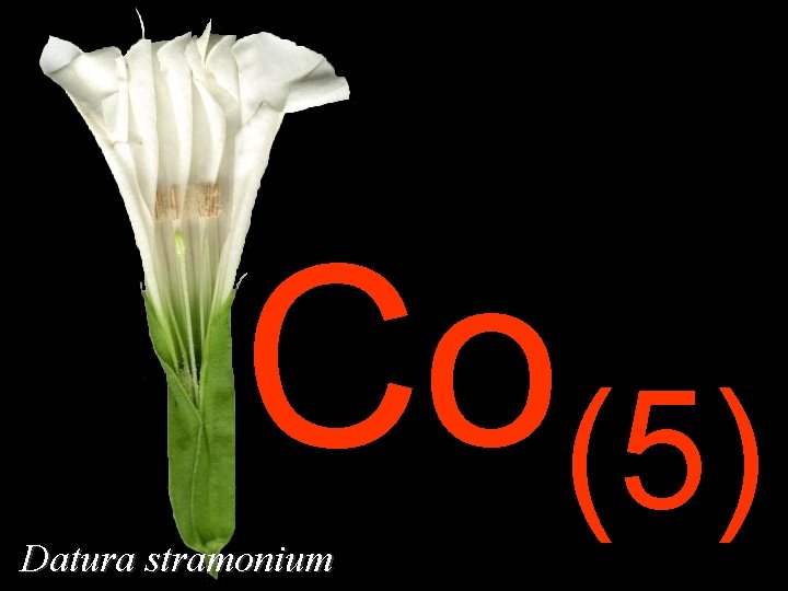 Co(5) Datura stramonium 