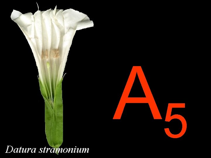 Datura stramonium A 5 