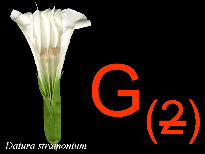 Datura stramonium G(2) 
