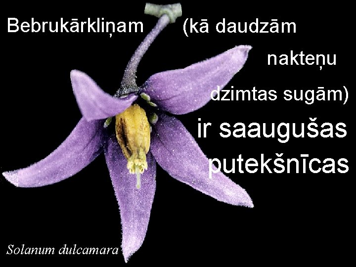 Bebrukārkliņam (kā daudzām nakteņu dzimtas sugām) ir saaugušas putekšnīcas Solanum dulcamara 