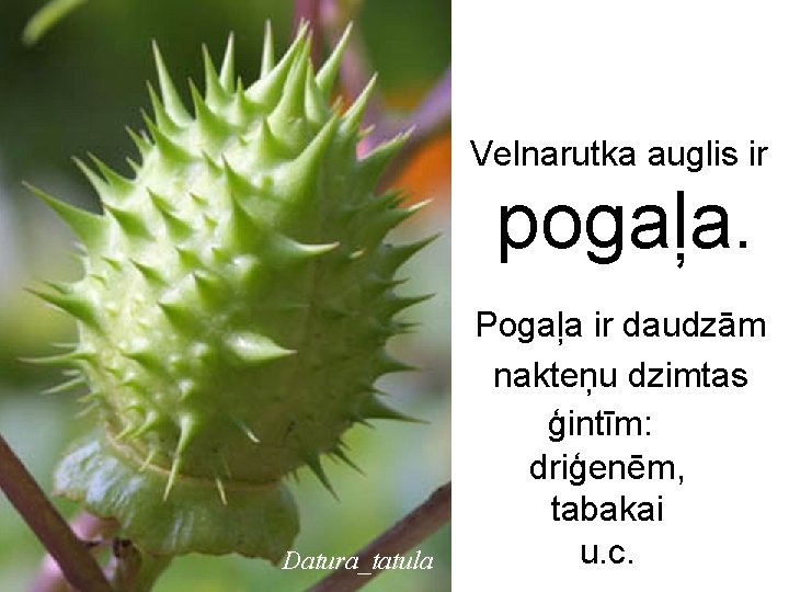 Velnarutka auglis ir pogaļa. Datura_tatula Pogaļa ir daudzām nakteņu dzimtas ģintīm: driģenēm, tabakai u.