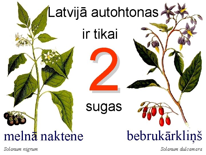 Latvijā autohtonas ir tikai 2 sugas melnā naktene Solanum nigrum bebrukārkliņš Solanum dulcamara 