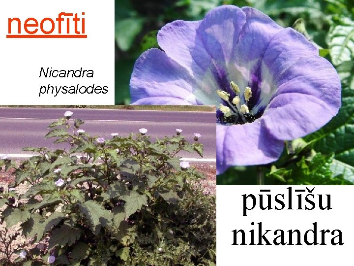 neofīti Nicandra physalodes pūslīšu nikandra 