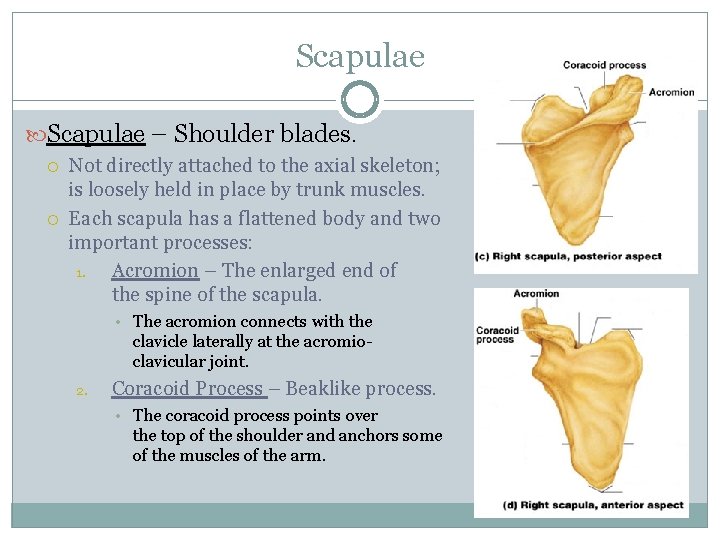 Scapulae – Shoulder blades. Not directly attached to the axial skeleton; is loosely held