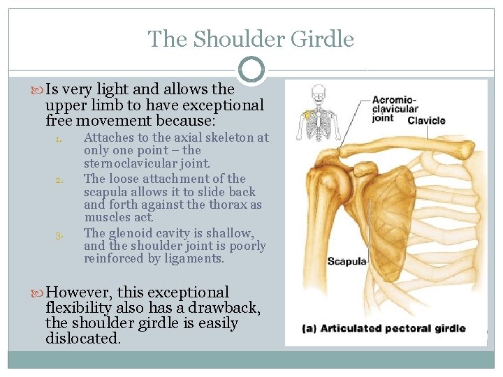 The Shoulder Girdle Is very light and allows the upper limb to have exceptional