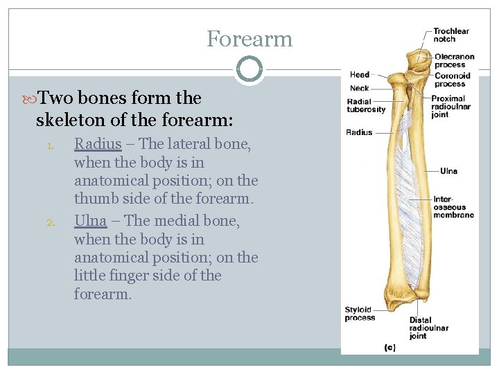 Forearm Two bones form the skeleton of the forearm: 1. 2. Radius – The