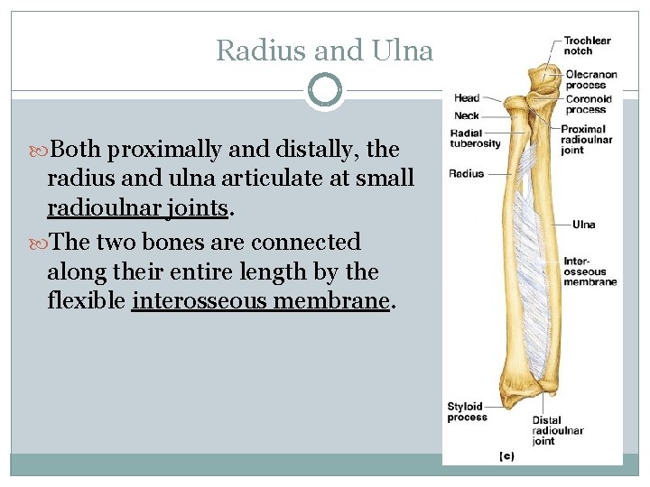 Radius and Ulna Both proximally and distally, the radius and ulna articulate at small