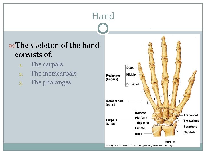 Hand The skeleton of the hand consists of: 1. 2. 3. The carpals The