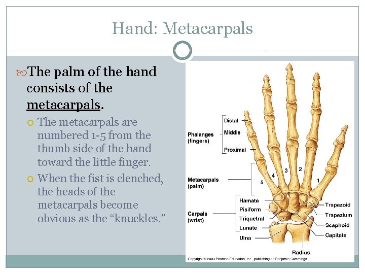 Hand: Metacarpals The palm of the hand consists of the metacarpals. The metacarpals are