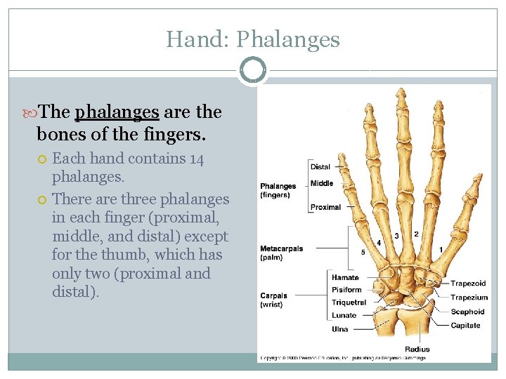 Hand: Phalanges The phalanges are the bones of the fingers. Each hand contains 14