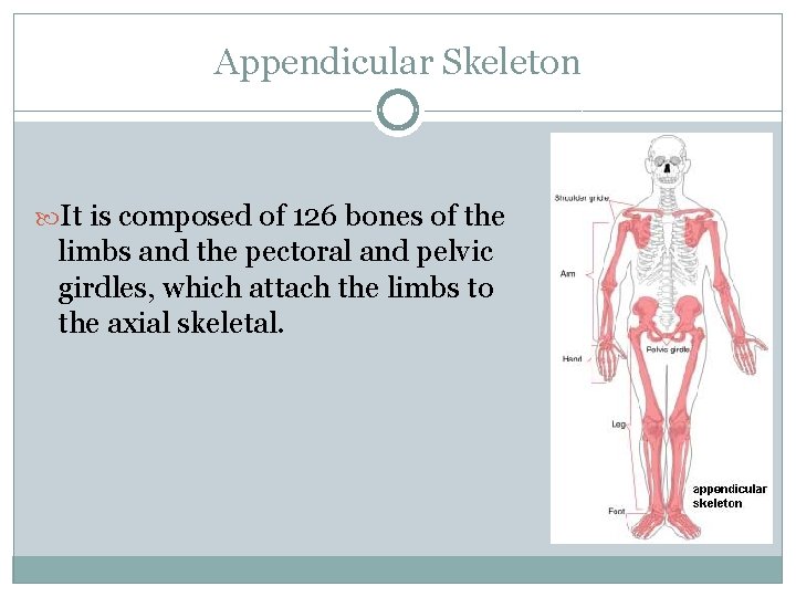 Appendicular Skeleton It is composed of 126 bones of the limbs and the pectoral