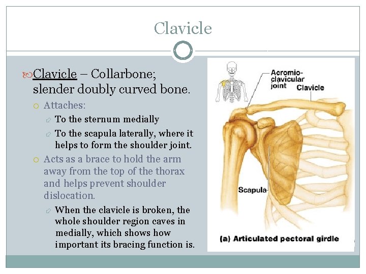 Clavicle – Collarbone; slender doubly curved bone. Attaches: To the sternum medially To the