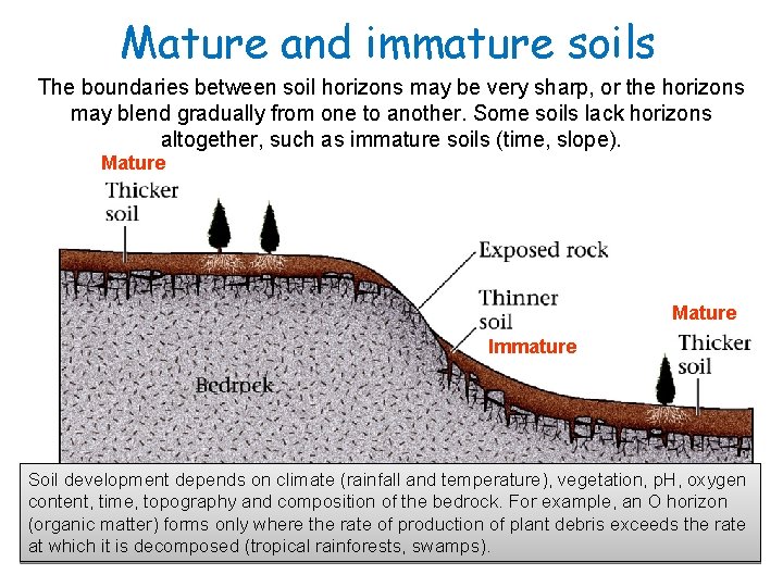 Mature and immature soils The boundaries between soil horizons may be very sharp, or