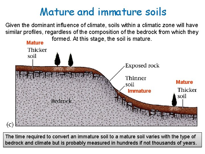 Mature and immature soils Given the dominant influence of climate, soils within a climatic