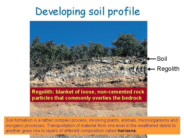 Developing soil profile Soil Regolith: blanket of loose, non-cemented rock particles that commonly overlies