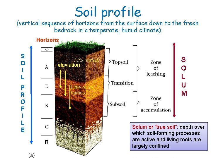 Soil profile (vertical sequence of horizons from the surface down to the fresh bedrock