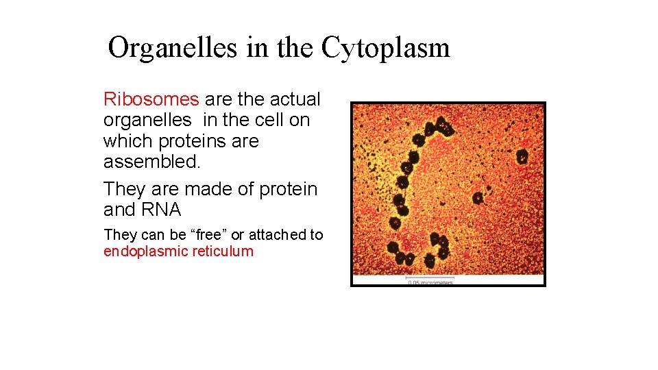 Organelles in the Cytoplasm Ribosomes are the actual organelles in the cell on which