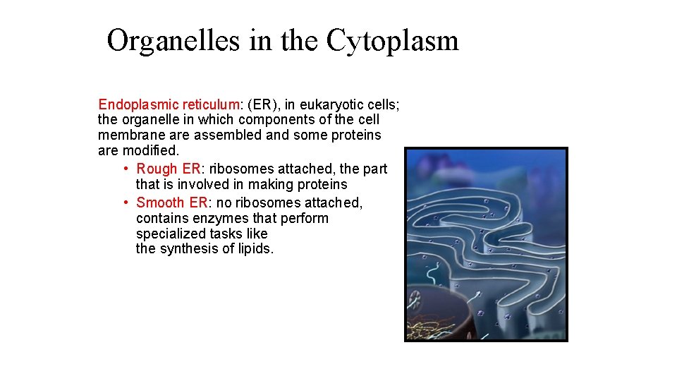 Organelles in the Cytoplasm Endoplasmic reticulum: (ER), in eukaryotic cells; the organelle in which