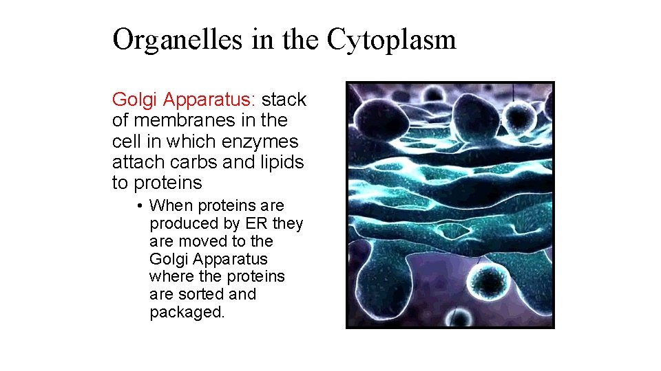 Organelles in the Cytoplasm Golgi Apparatus: stack of membranes in the cell in which