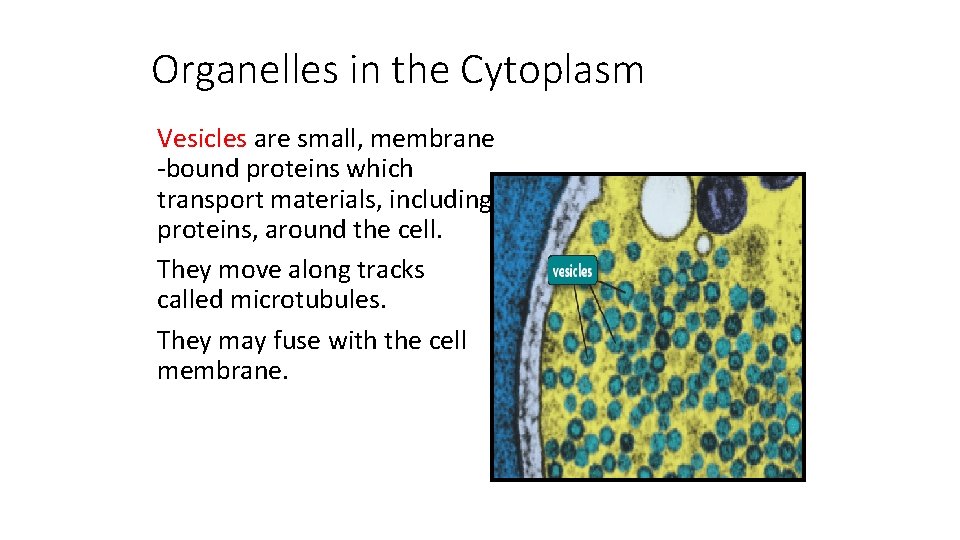 Organelles in the Cytoplasm Vesicles are small, membrane -bound proteins which transport materials, including