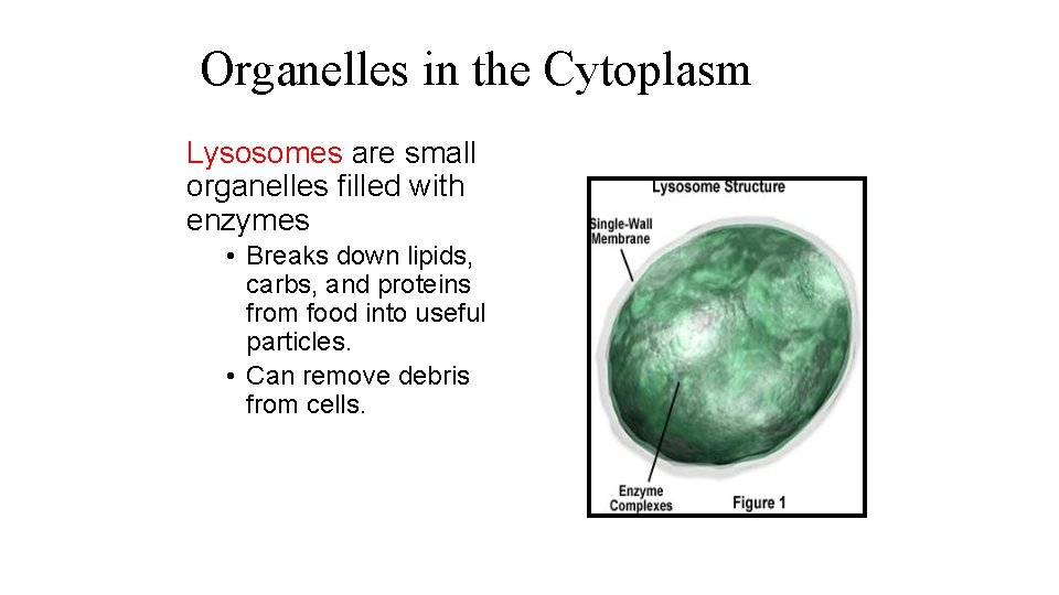 Organelles in the Cytoplasm Lysosomes are small organelles filled with enzymes • Breaks down