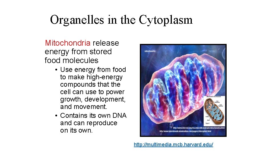 Organelles in the Cytoplasm Mitochondria release energy from stored food molecules • Use energy
