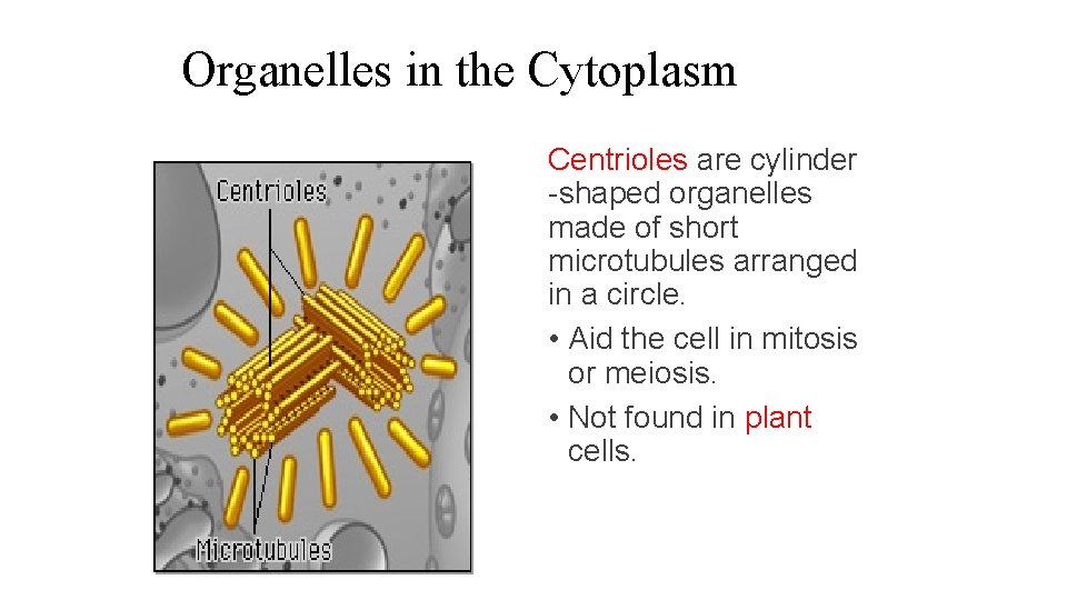 Organelles in the Cytoplasm Centrioles are cylinder -shaped organelles made of short microtubules arranged